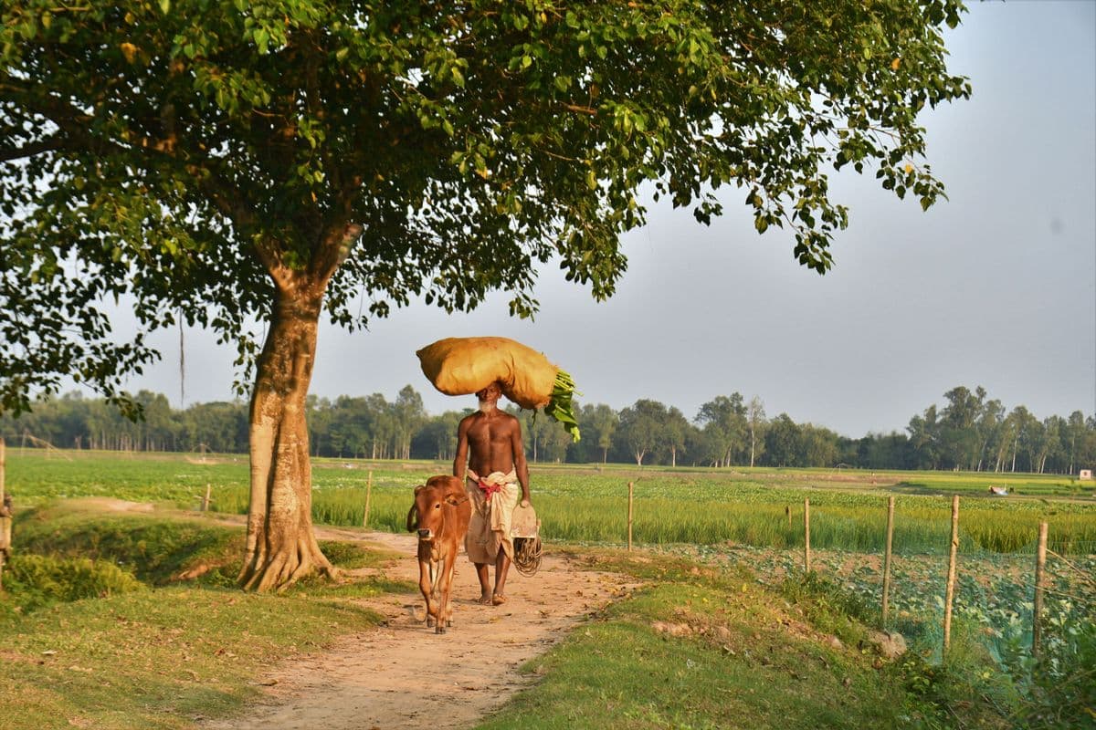 A Bangladeshi farmer walking with a cow; illustrative stock photo, not an ASOK Foundation activity